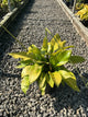 Hosta 'Sum and Substance'