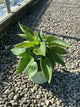 Hosta abiqua 'Drinking Gourd'