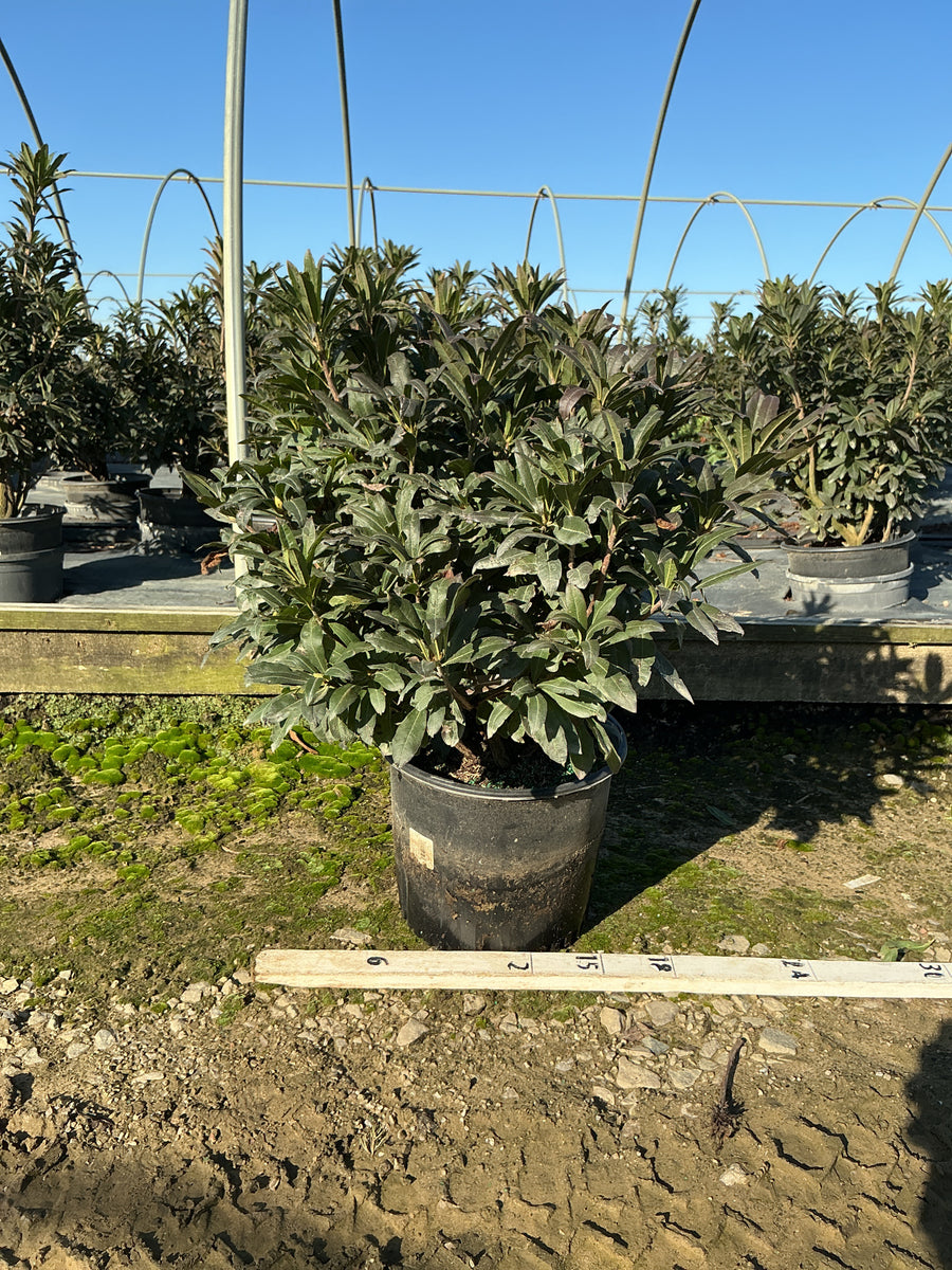Azalea 'Exbury Gibraltar'