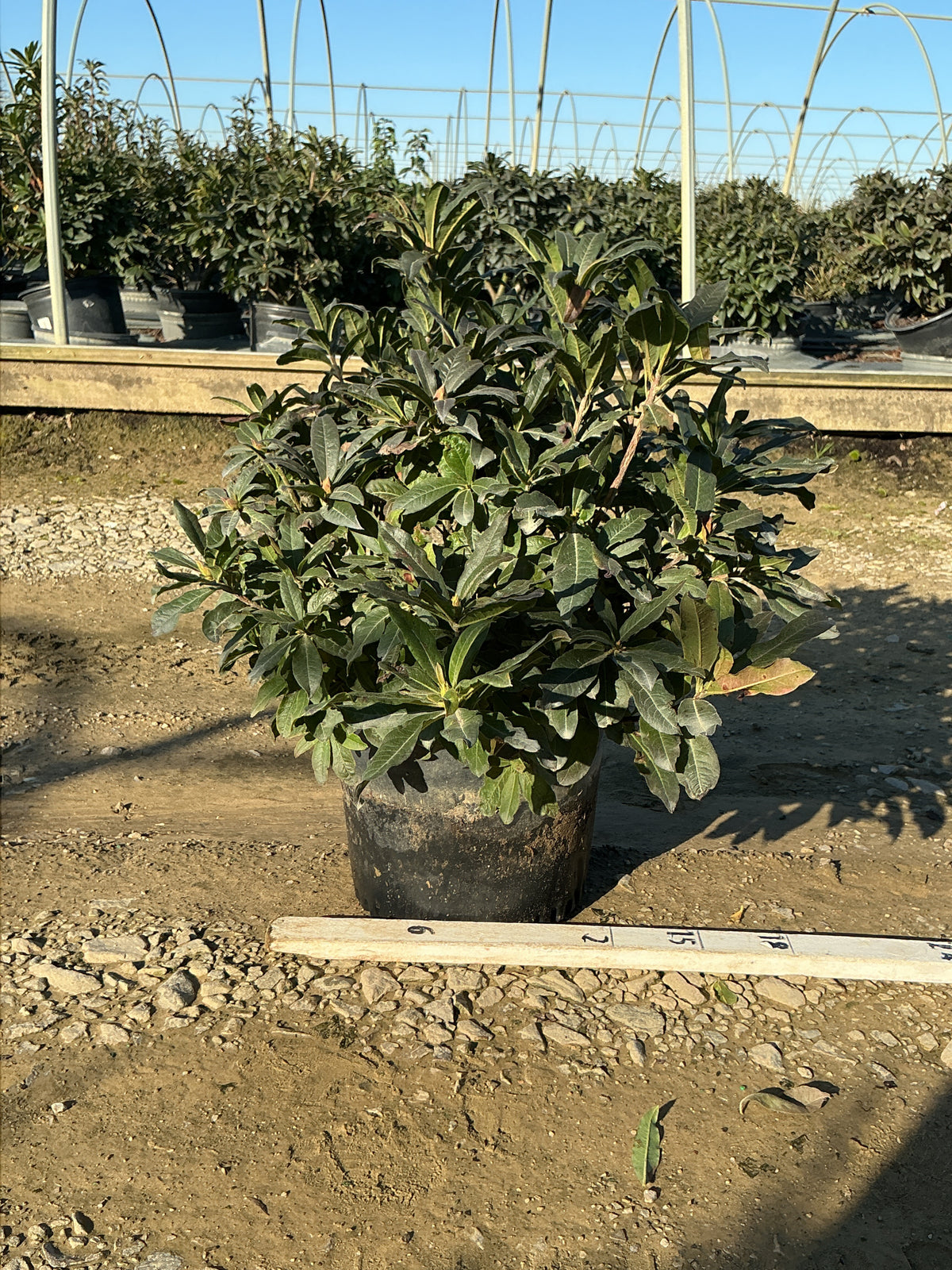 Azalea 'Exbury Red Demon'