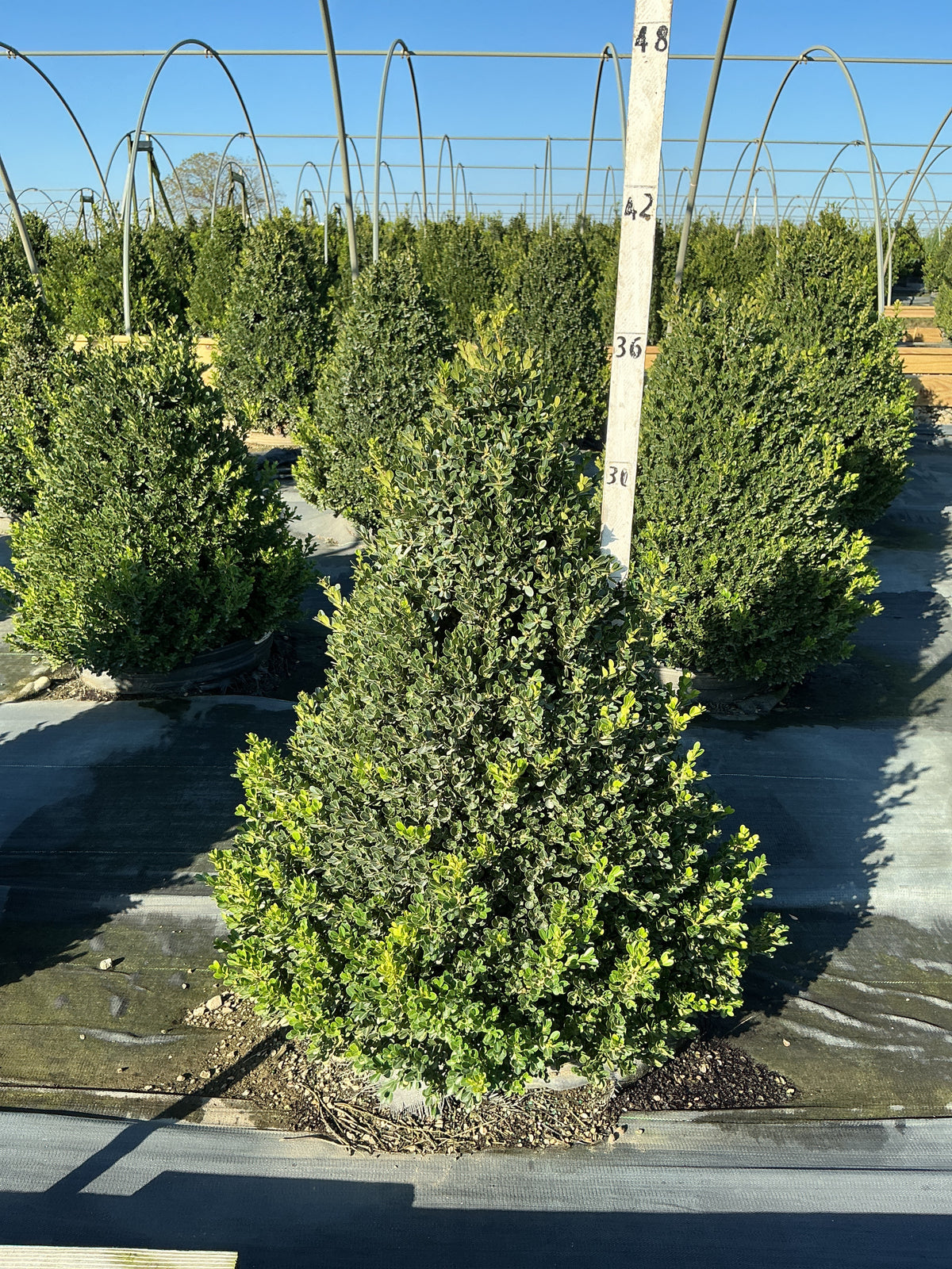 Buxus x 'Cranberry Creek'