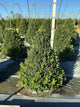 Buxus x 'Cranberry Creek'