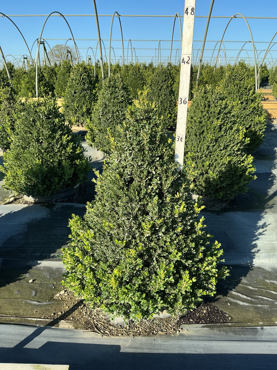 Buxus x 'Cranberry Creek'