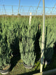 Juniperus chinensis 'Blue Point'