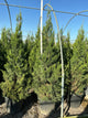 Juniperus chinensis 'Hetzii Columnaris'