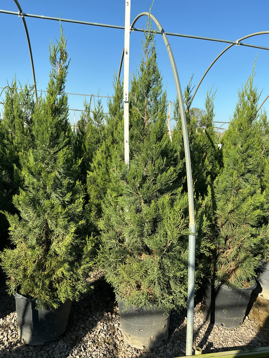 Juniperus chinensis 'Hetzii Columnaris'