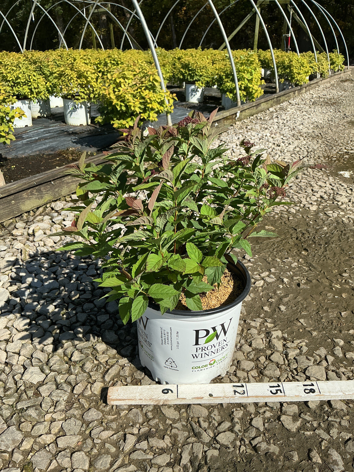 Spiraea JAP 'Dbl Play Doozie'