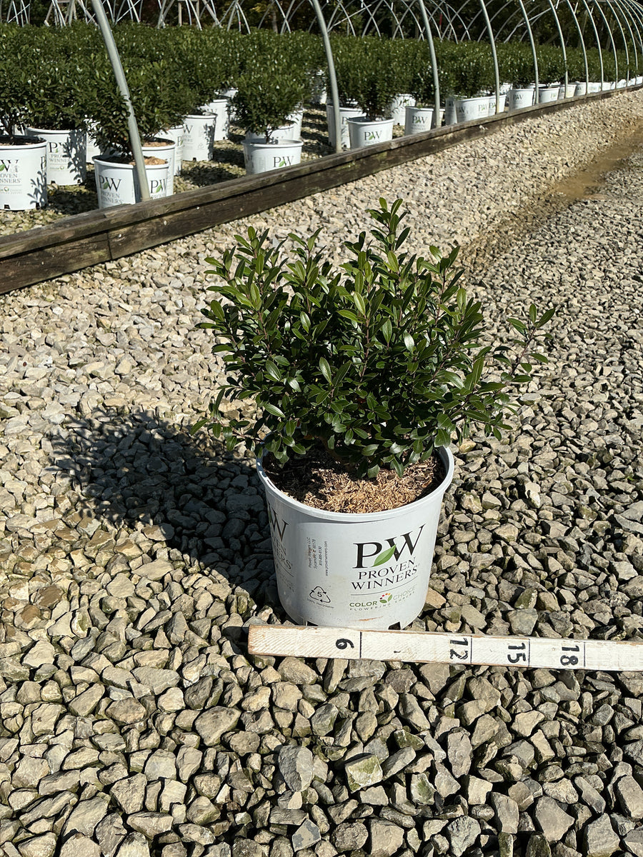Ilex glabra 'Strong Box'