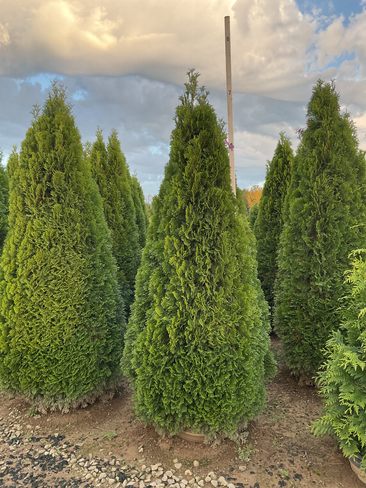 Thuja occidentalis 'Smaragd'