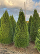 Thuja occidentalis 'Smaragd'