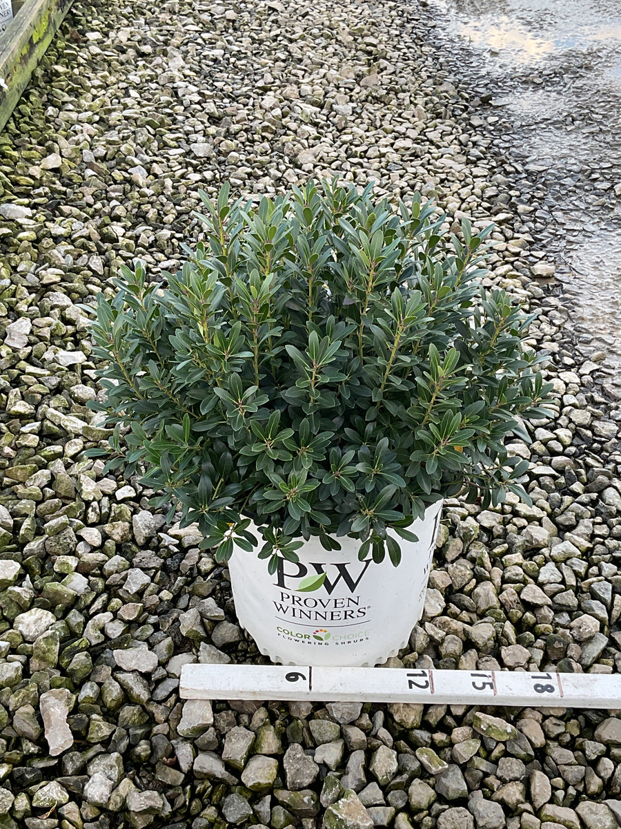 Ilex glabra 'Strong Box'
