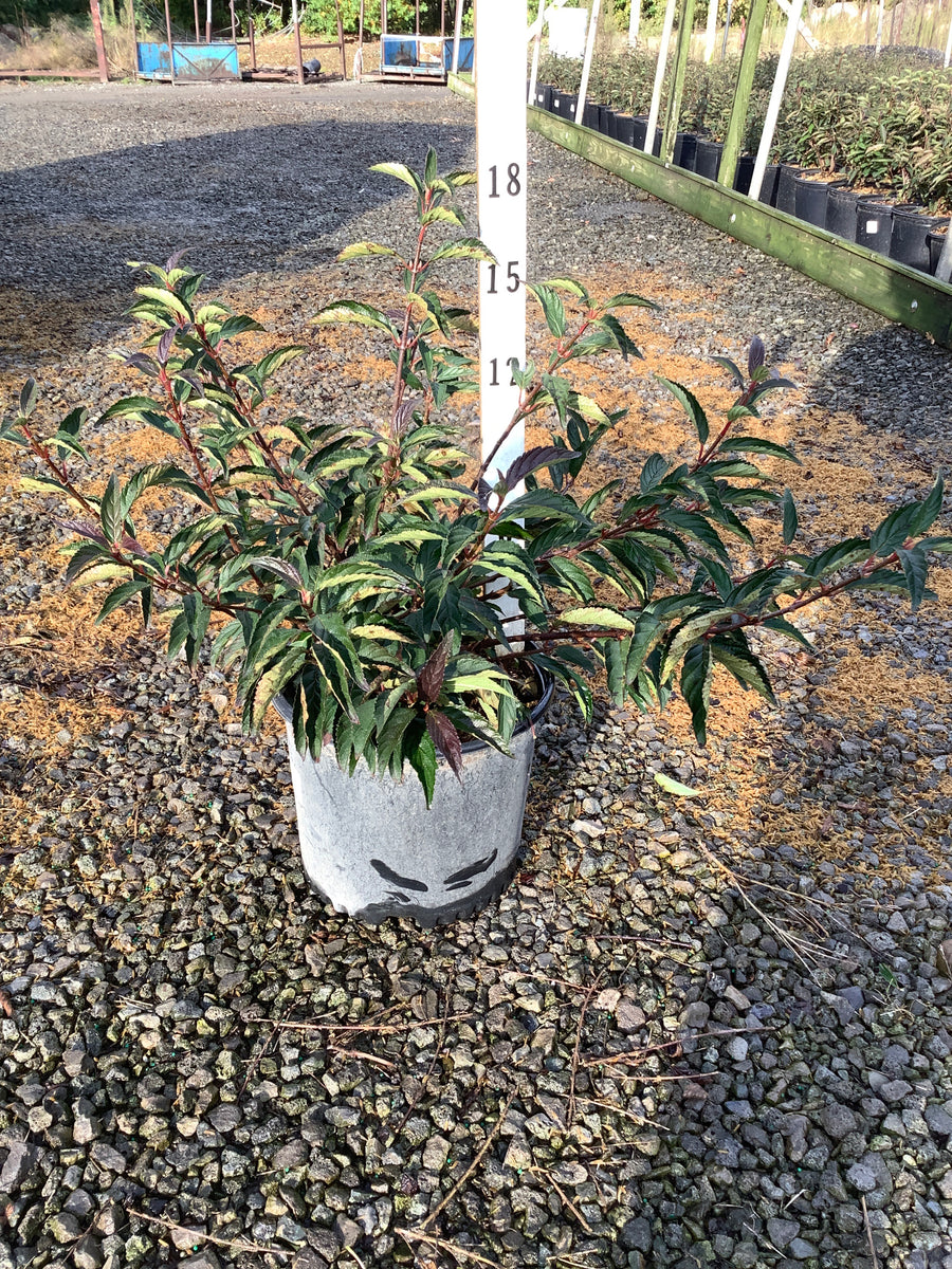 Viburnum farreri 'Nanum'