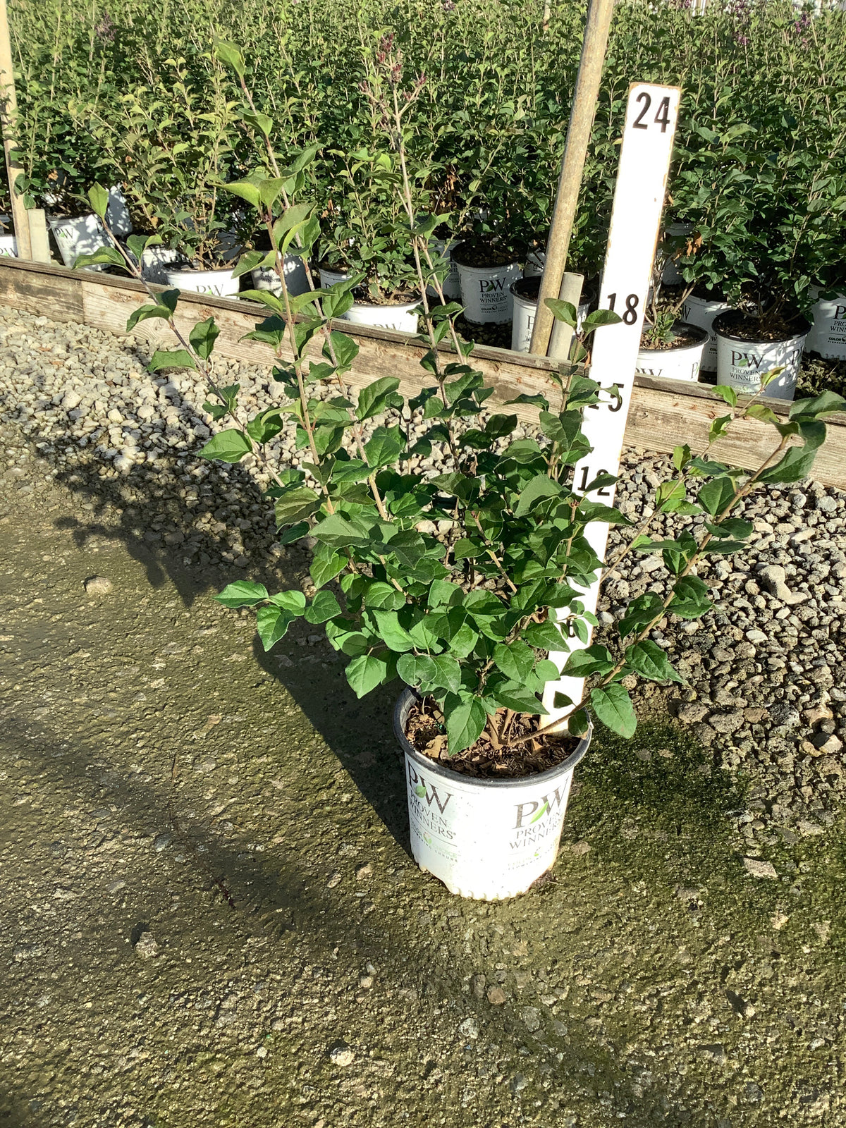 Syringa x 'Penda'