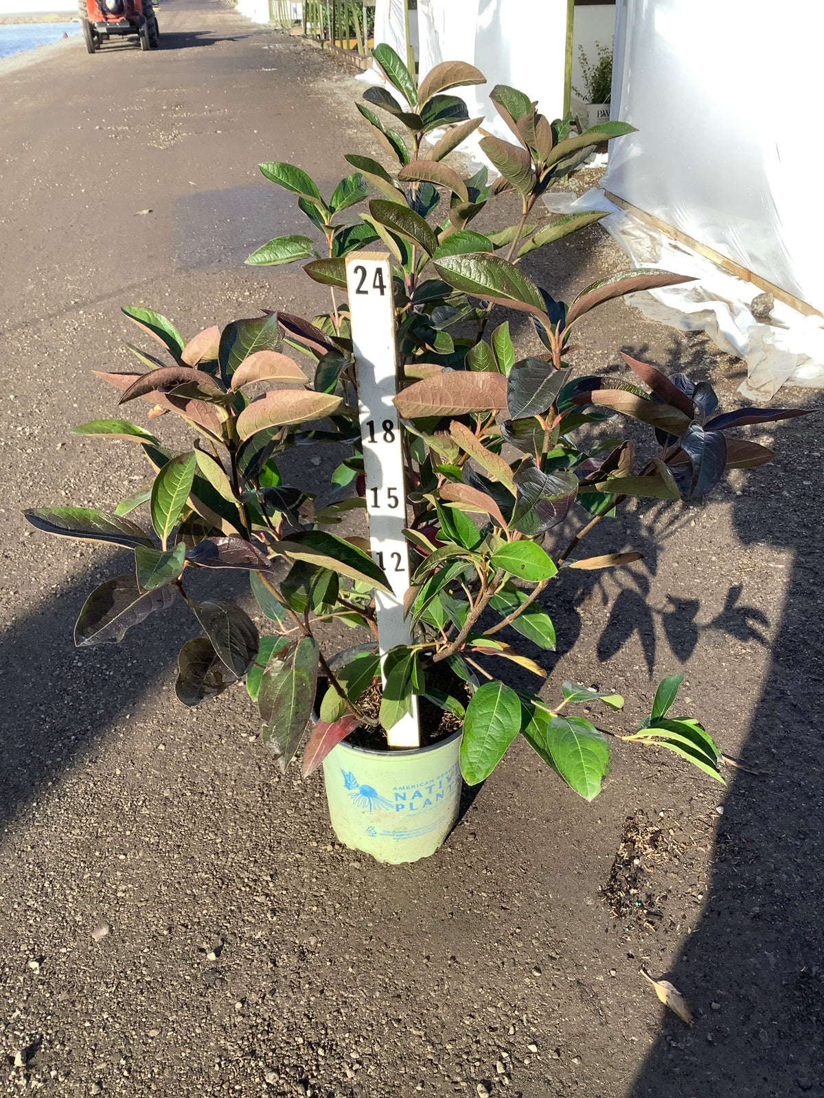 Viburnum nudum 'Winterthur'