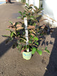 Viburnum nudum 'Winterthur'