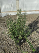 Euonymus fortunei 'Emerald Gaiety'