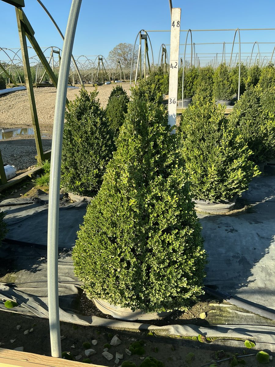 Buxus microphylla 'Green Mountain'