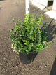 Euonymus fortunei 'Moonshadow'
