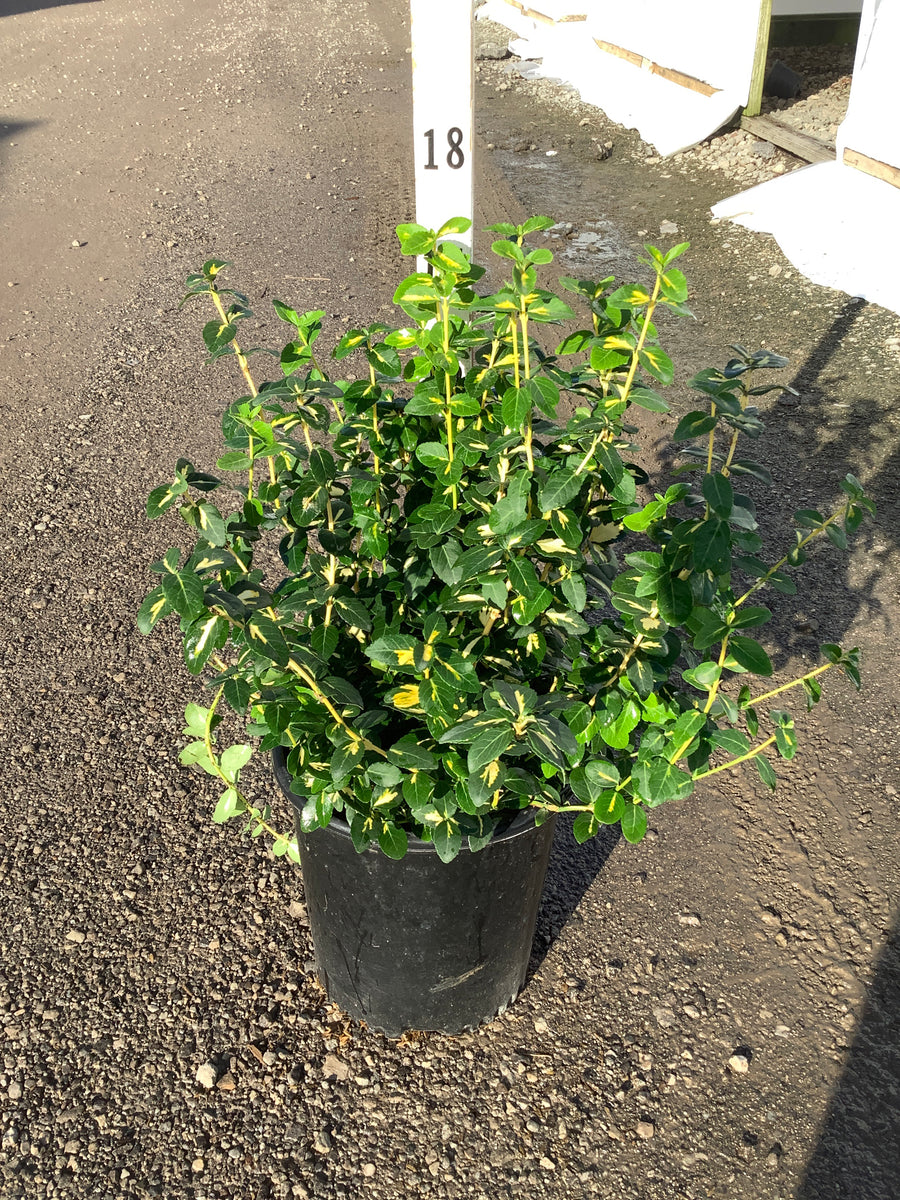 Euonymus fortunei 'Moonshadow'