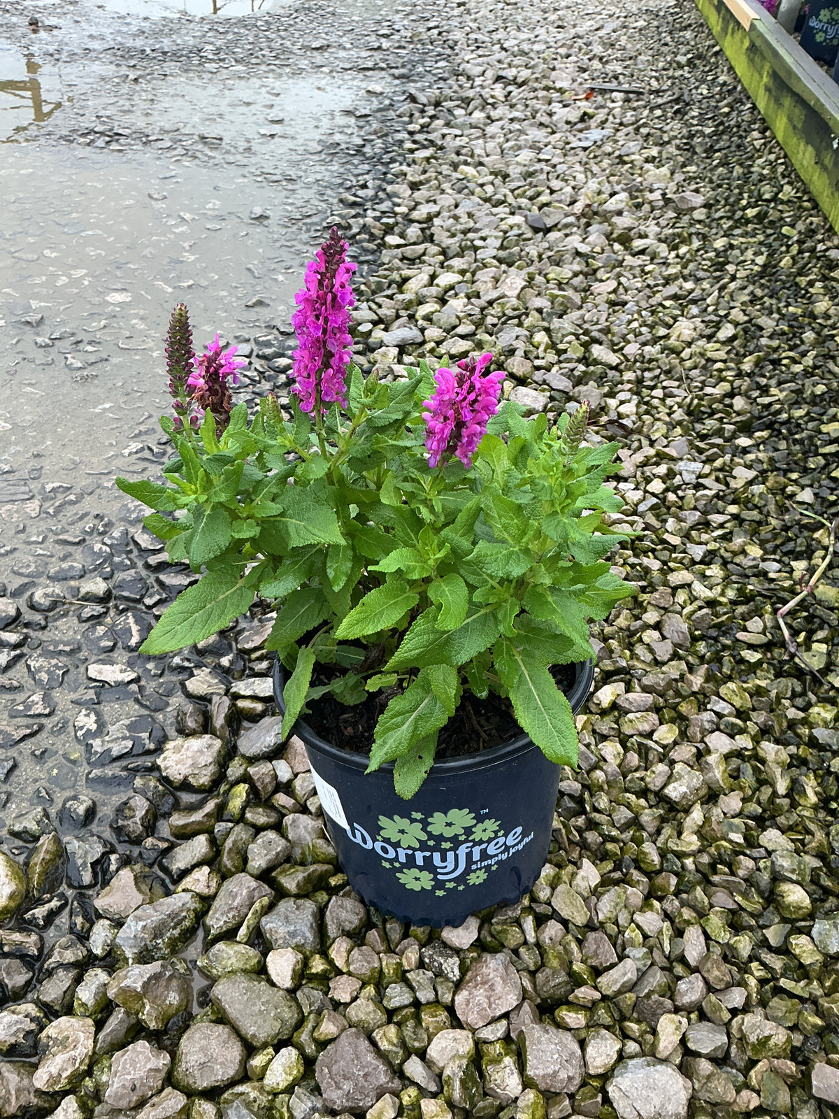 Salvia nemorosa 'Noble Princess'