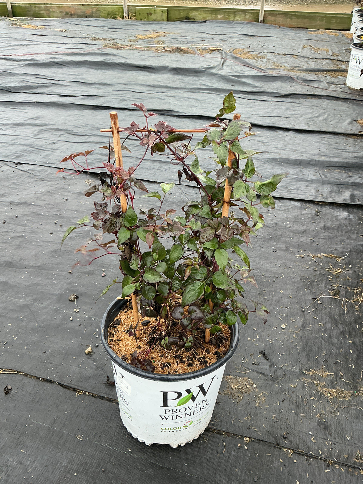 Clematis montana Moongate Mocha 'Hyfatis07'
