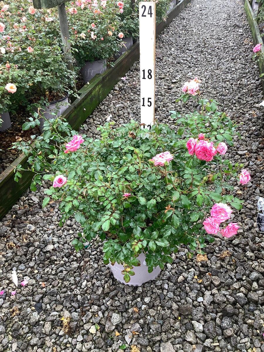 Rosa 'Drift Meiswetdom'