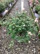 Rosa 'Drift Meimirrote'