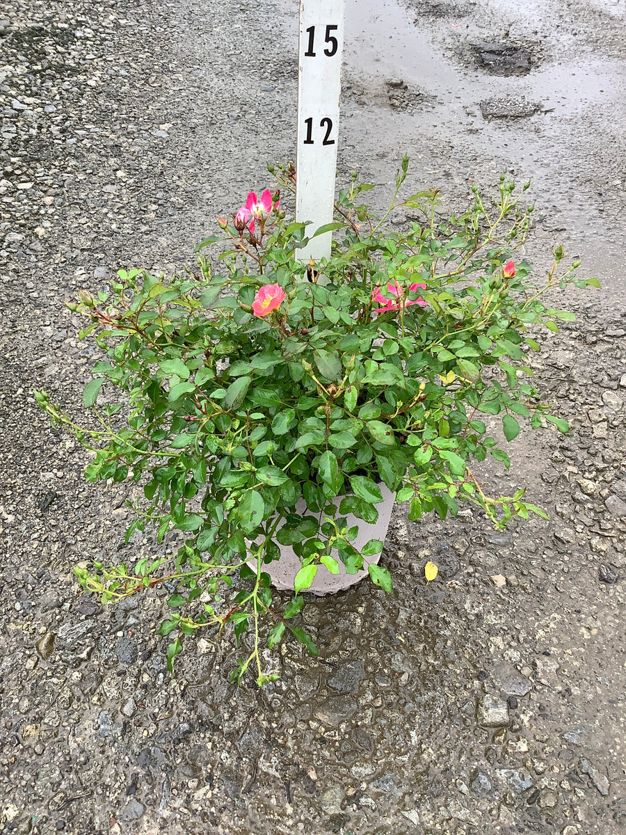 Rosa 'Drift Meijocos'