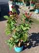 Rubus baby 'Cakes'