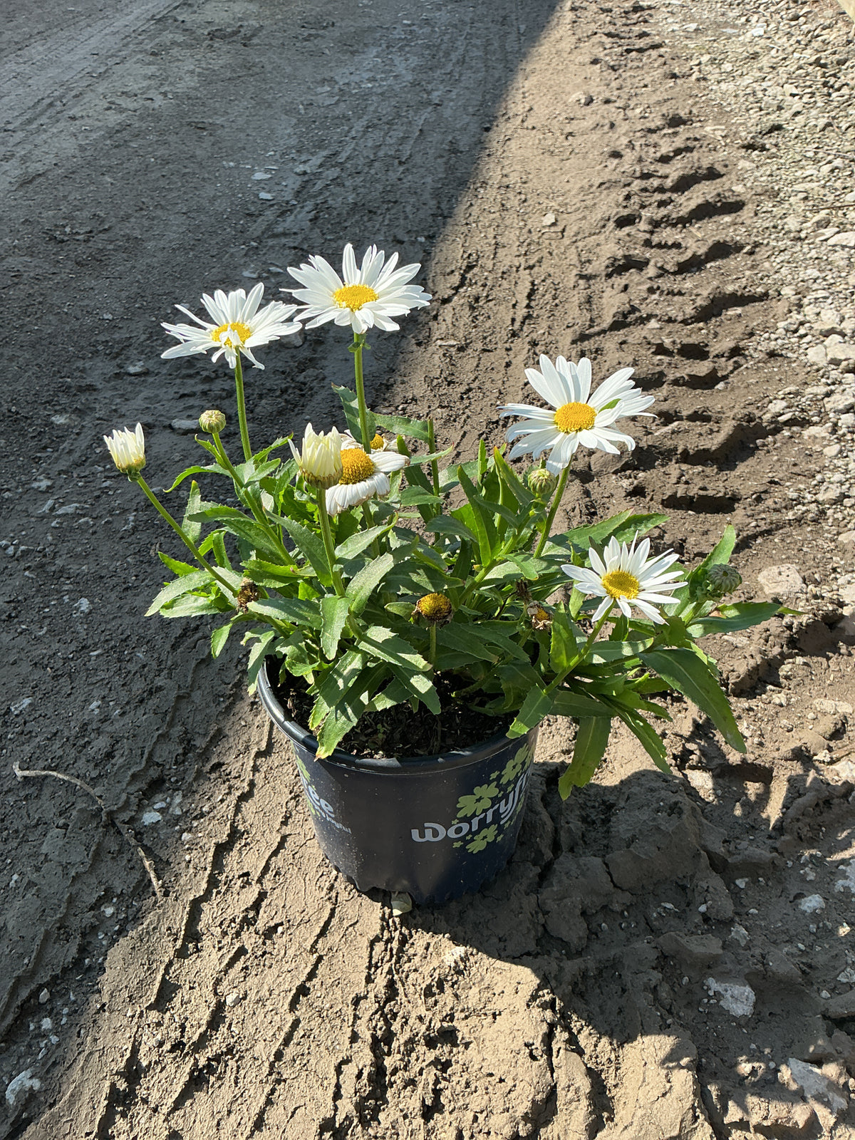 Leucanthemum xsuperbum ‘Birdy’