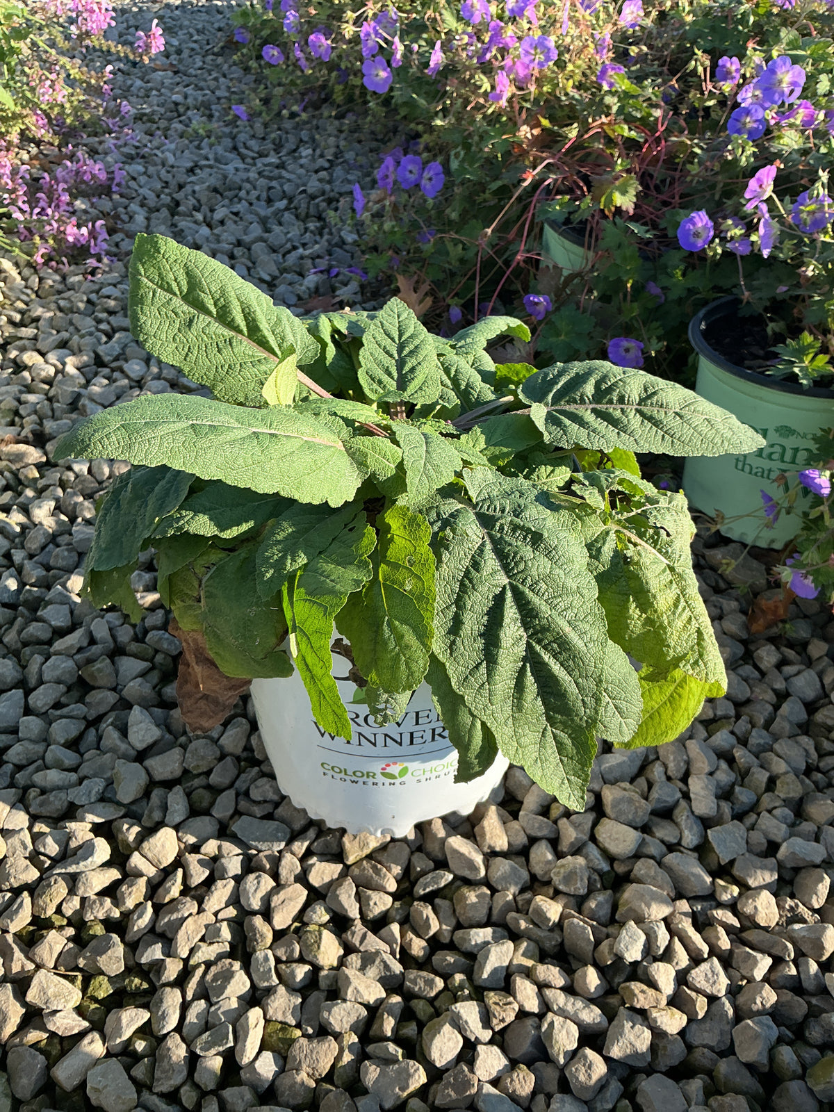 Salvia ‘Pink Skyscraper’ (HYBSV16017)