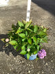 Hydrangea macrophylla ‘Endless Summer’ ('Bailmer')