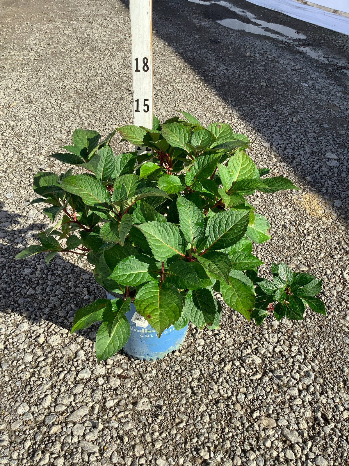 Hydrangea macrophylla 'Bloomstruck'