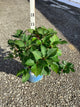 Hydrangea macrophylla 'Bloomstruck'