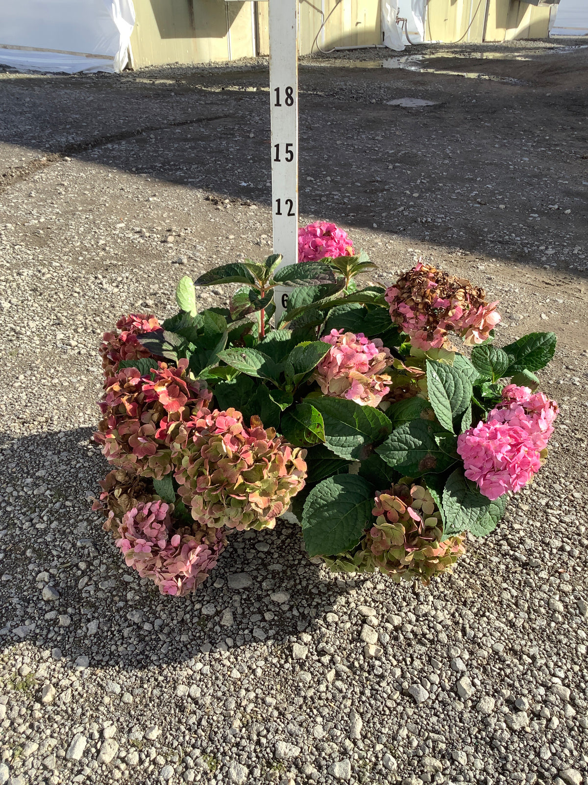 Hydrangea macrophylla 'Lets Dance Sky View'