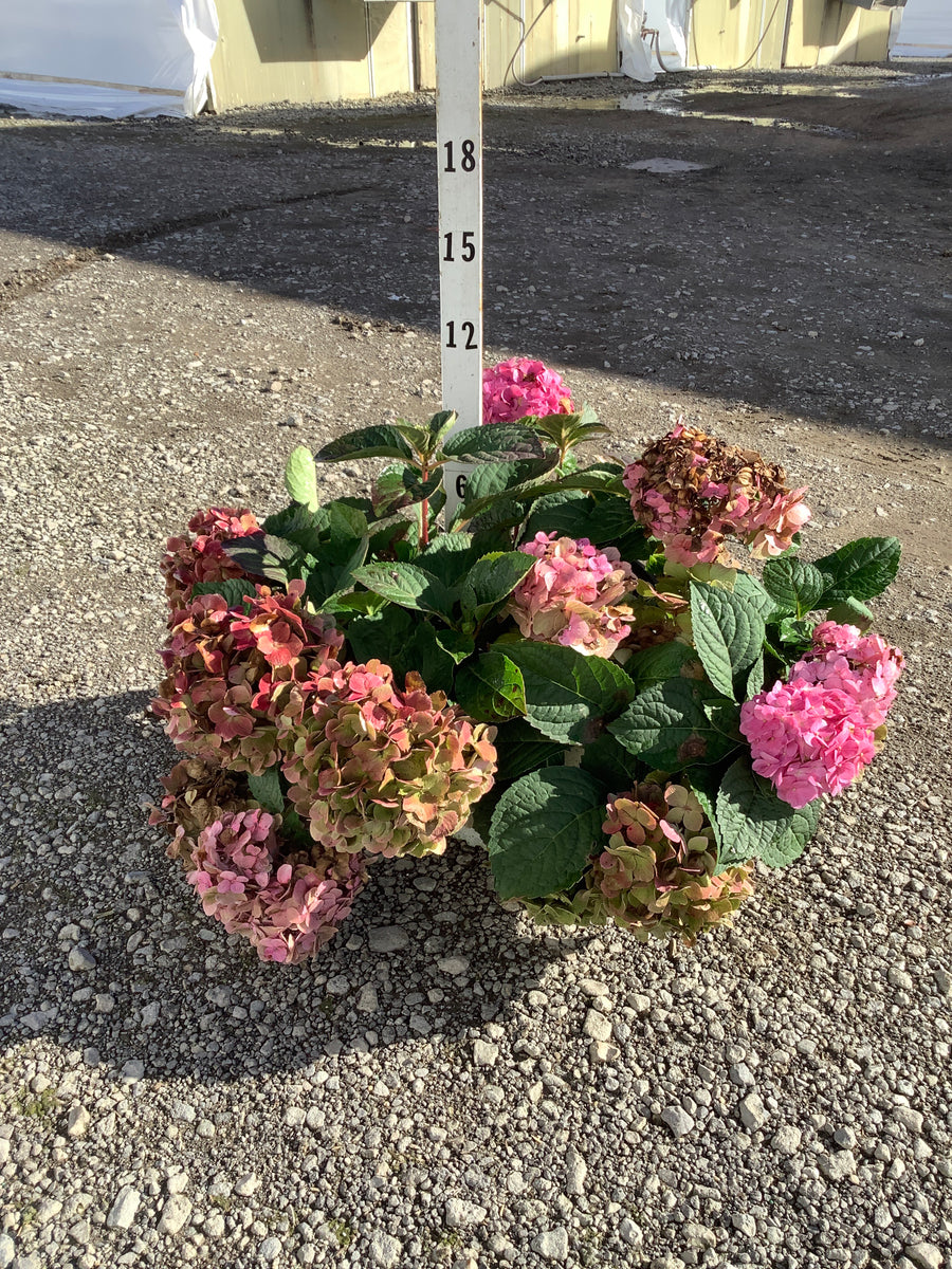 Hydrangea macrophylla 'Lets Dance Sky View'