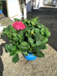 Hydrangea macrophylla’Summer Crush’  ('Bailmacfive')