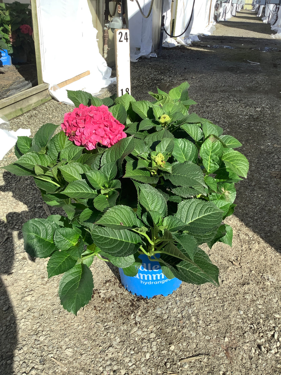 Hydrangea macrophylla’Summer Crush’  ('Bailmacfive')