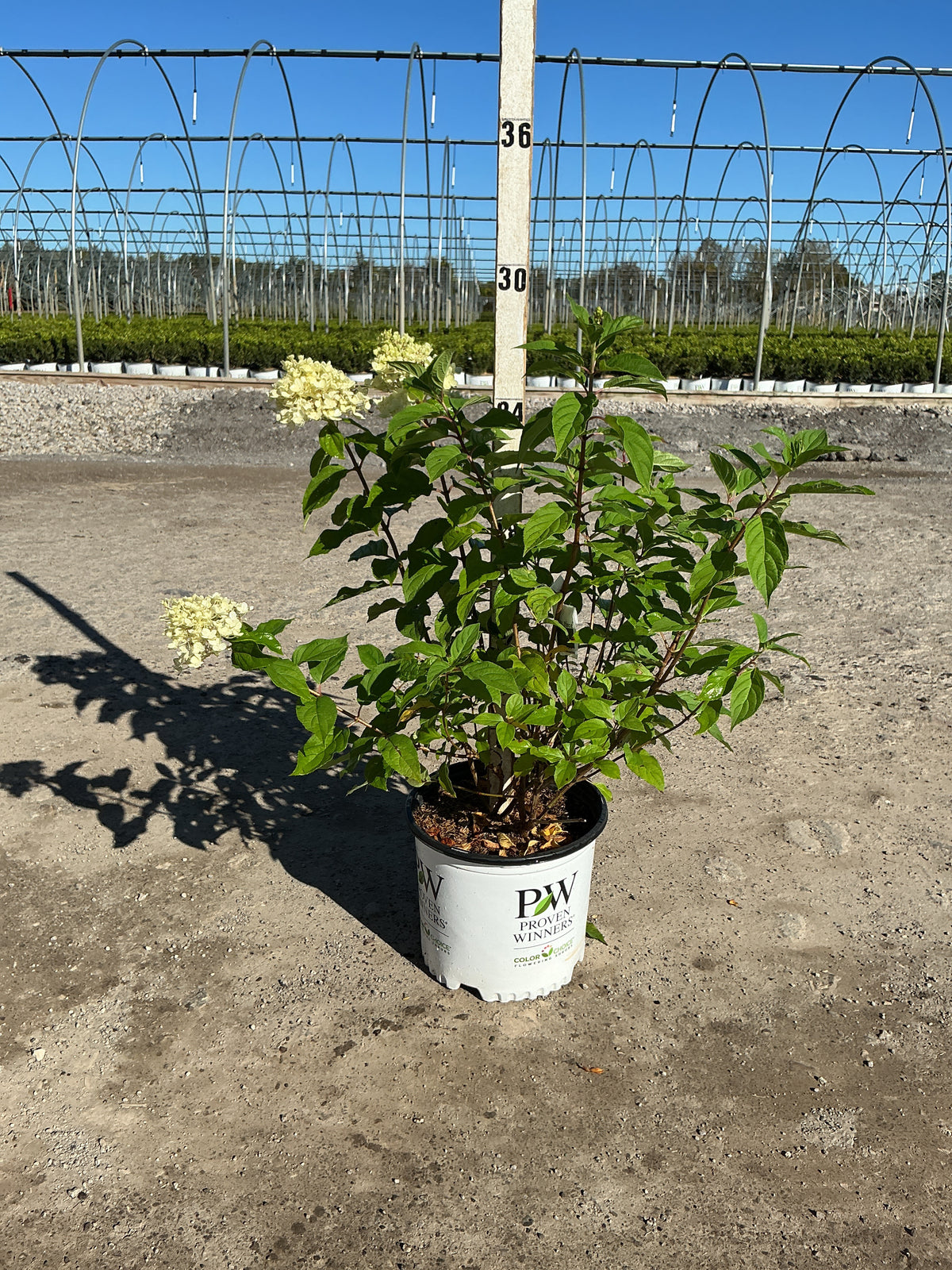 Hydrangea paniculata 'Zwijnenburg'