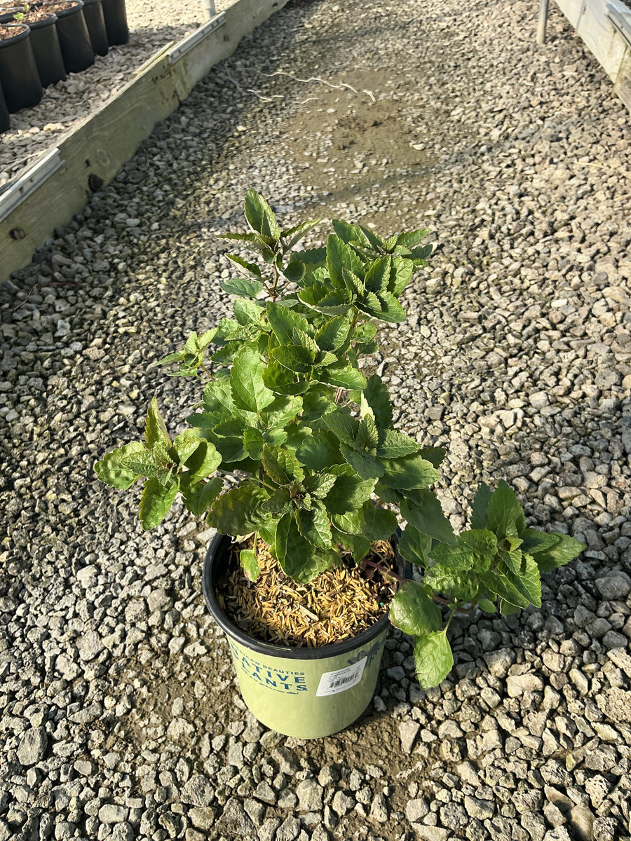 Agastache foeniculum