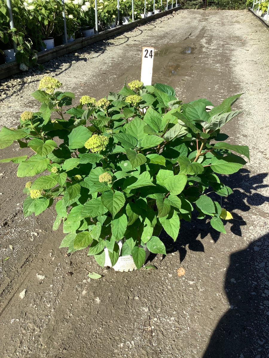 Hydrangea arborescens 'Invincble Sublime'