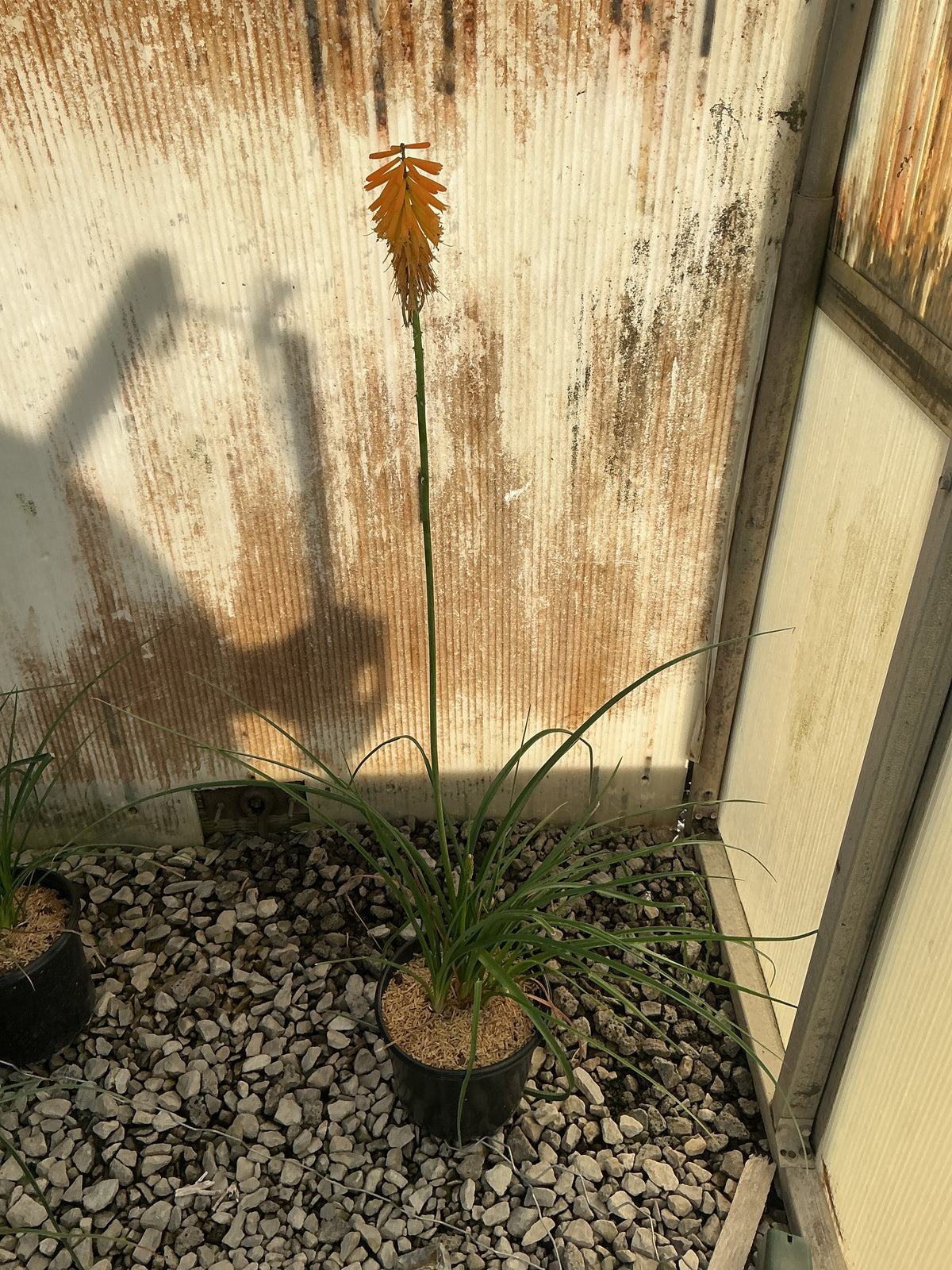Kniphofia  'Mango Popsicle'