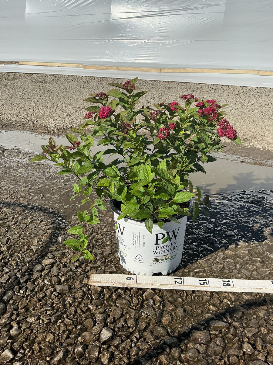 Spiraea JAP 'Dbl Play Doozie'
