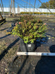 Spiraea japonica 'Little Princess'
