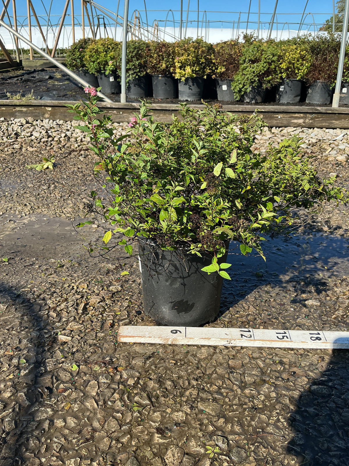 Spiraea japonica 'Little Princess'