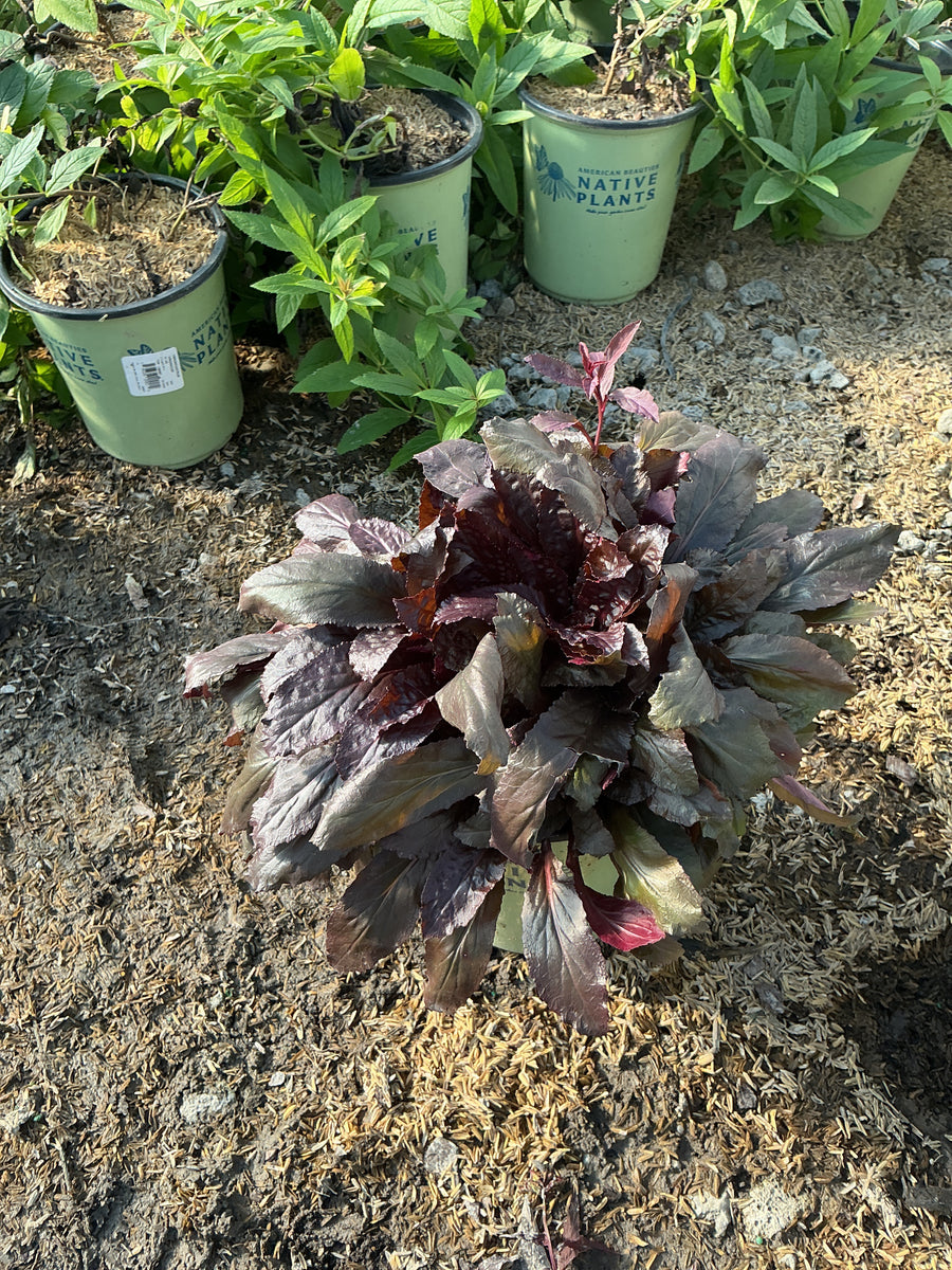 Lobelia C 'Black Truffle'