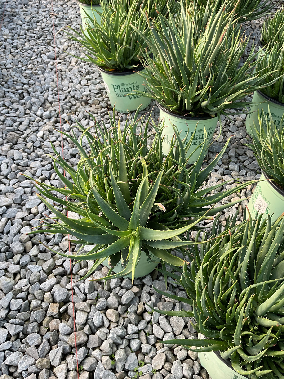 Aloe humilis 'Hedgehog'