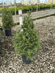 Picea abies