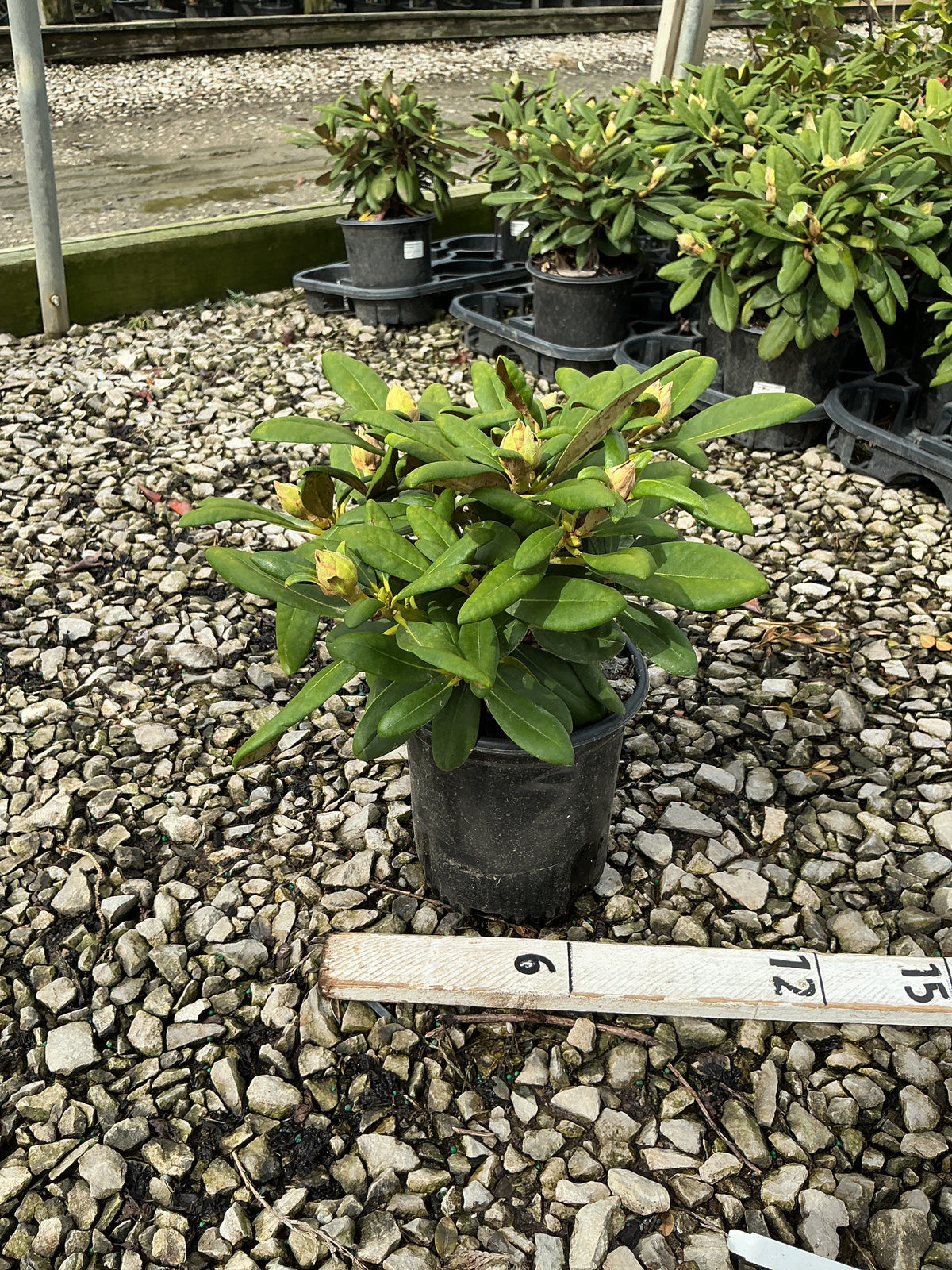 Rhododendron yakushimanum 'Ken Janeck'