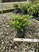 Rhododendron yakushimanum 'Ken Janeck'